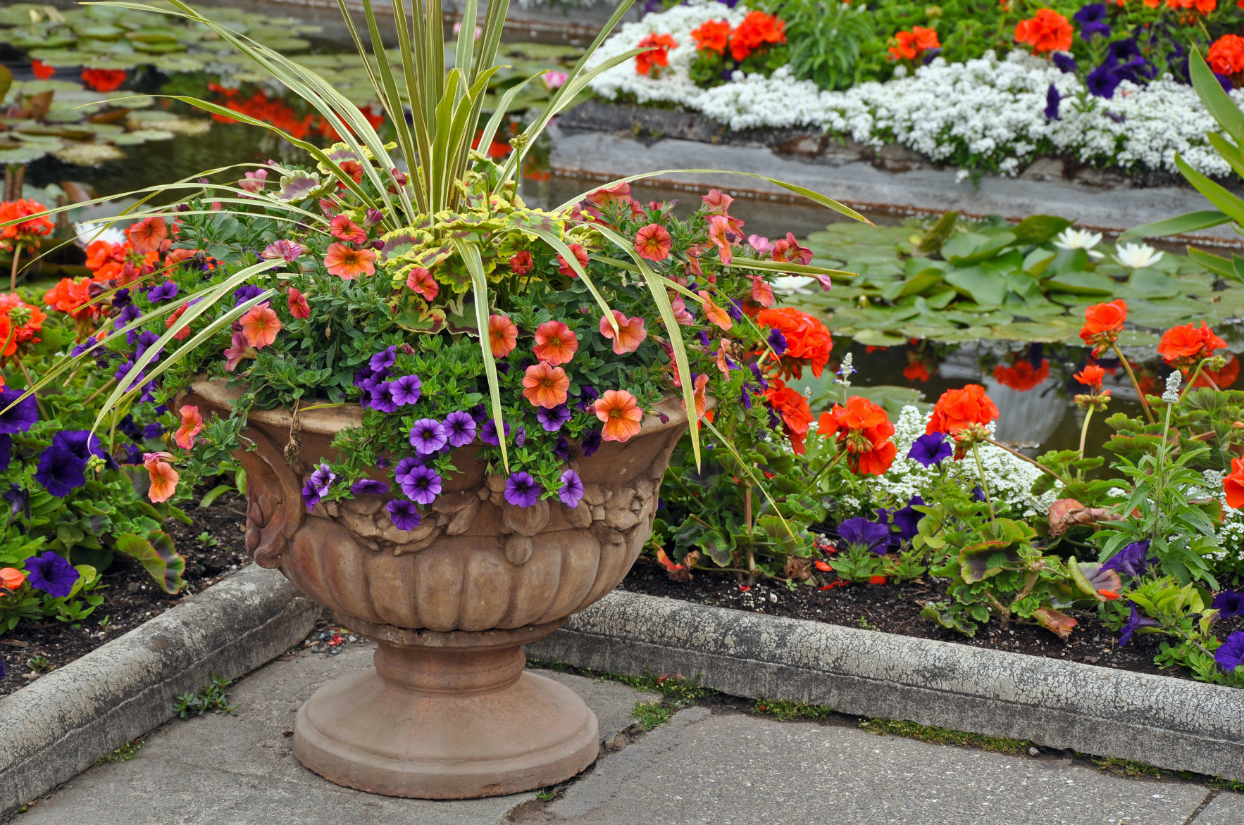Colorful petunia flower planter